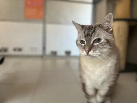 MIAOUCHA I1