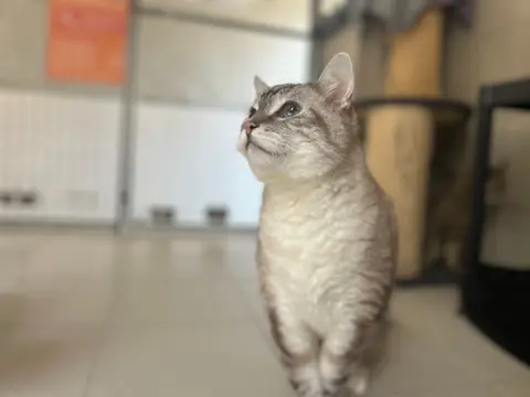 MIAOUCHA I1 photo 2