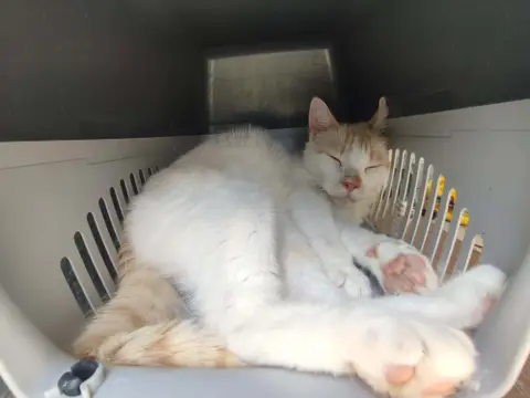 BLANCO QCT (j'ai trouvé ma famille)