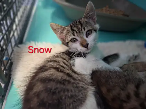 Snow