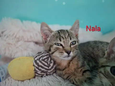 Nala