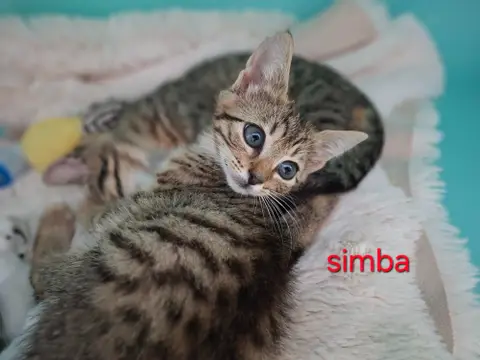 Simba