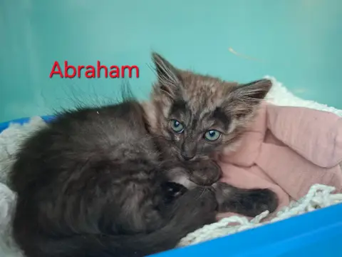Abraham
