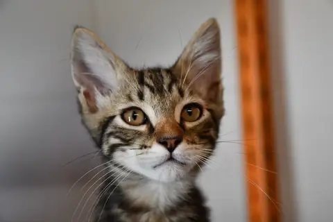 Rousquille(en cours d adoption)