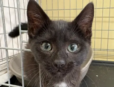 BERLIOZ