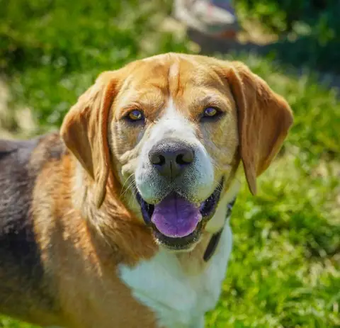 PACO