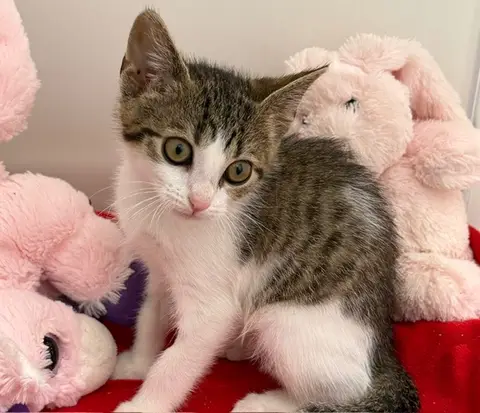 Chatounette (En cours d'adoption)