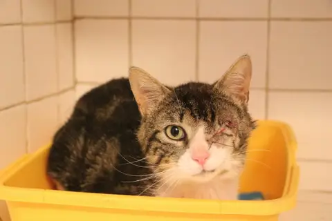 MILOW HAB17666