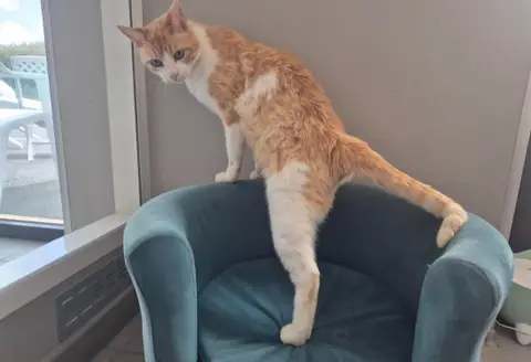 TAMTAM