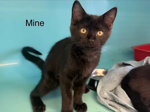mine