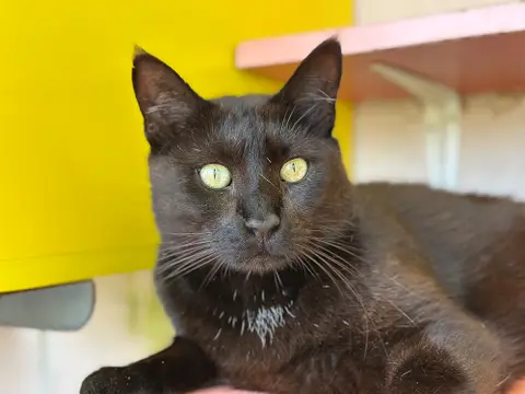 MARCEL