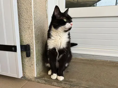 NEIKO