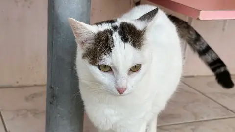 KIRIKOU