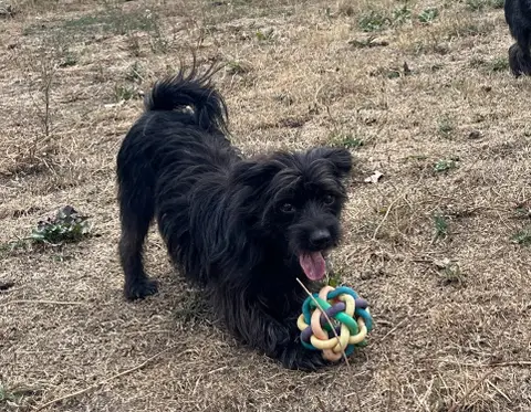 DARKO
