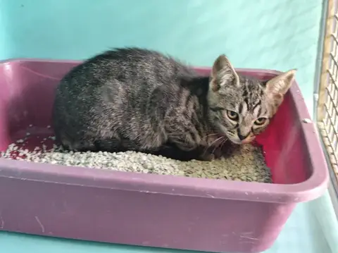chaton tigré photo 2