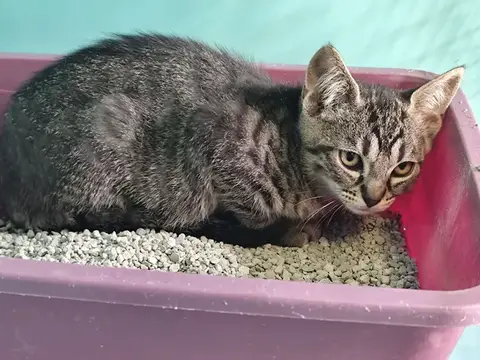 chaton tigré