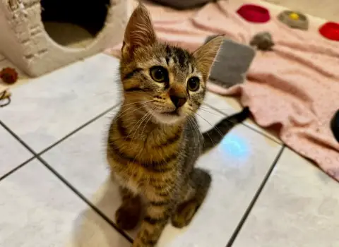 Basil [Chaton]