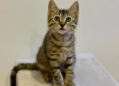 Basil [Chaton] photo 2