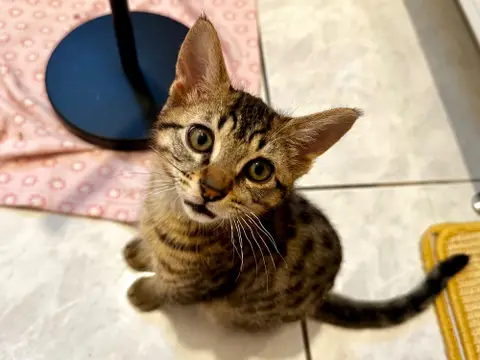 Loup [Chaton]