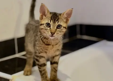 Loup [Chaton] photo 2