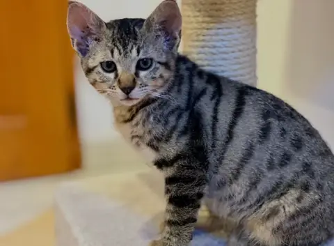 Edgard [Chaton] photo 2