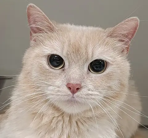 Miska