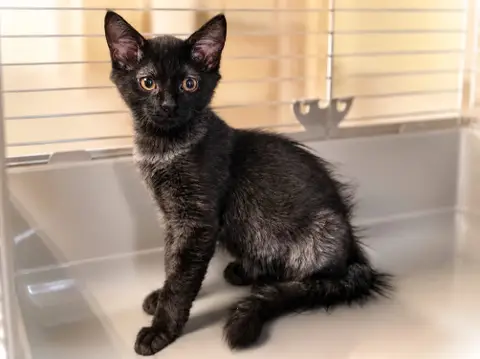 Spirou [Chaton]