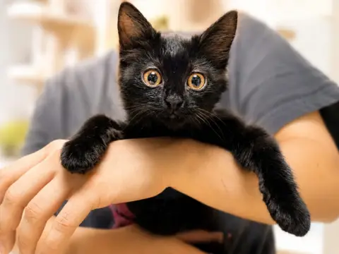 Fantasia [Chaton]