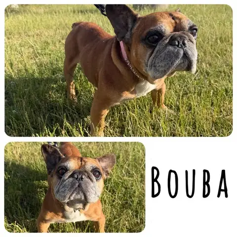 Bouba