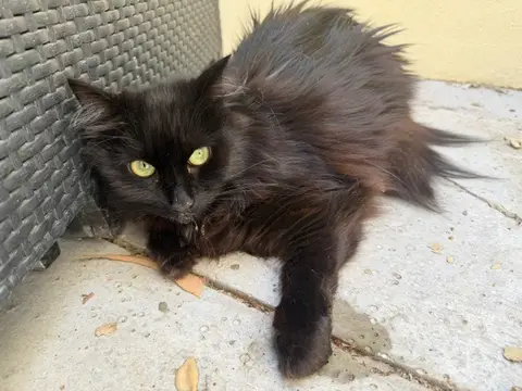 Kikoo