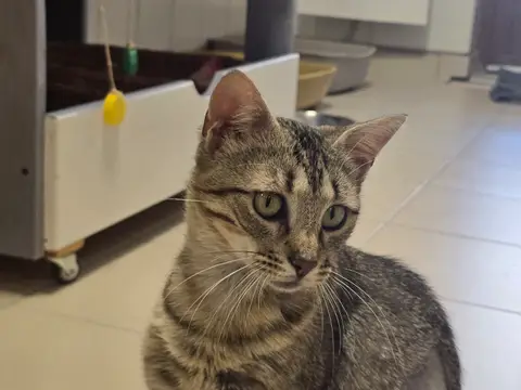 Maïa