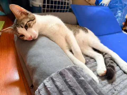 KITTO