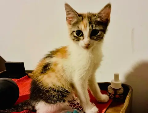 BONITA