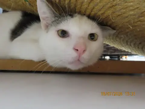 ADIBOU