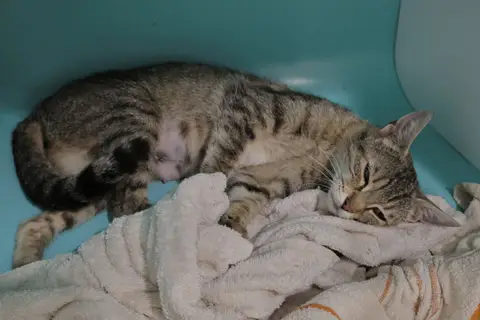 RAJAH photo 2