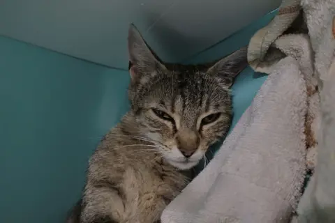RAJAH photo 3