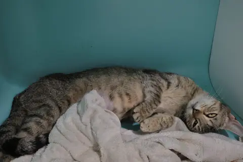 RAJAH