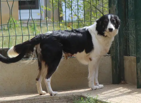 TIA