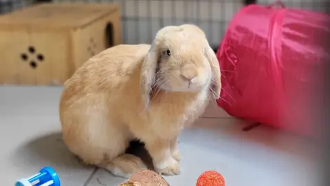 NOUGAT (A TROUVE SA FAMILLE)