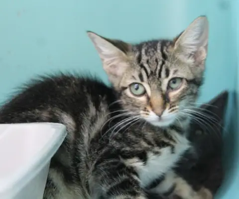 ARIEL