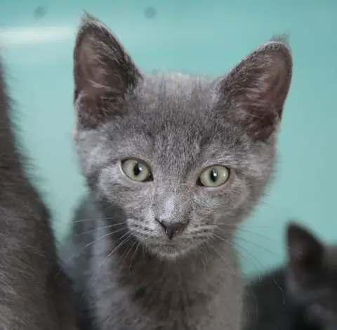 SMOKIE