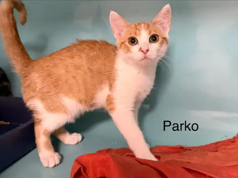 Parko