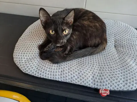 STELLA