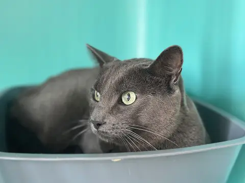 SIMBA