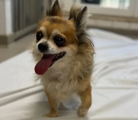 MOCHI