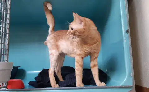 Garfield photo 5