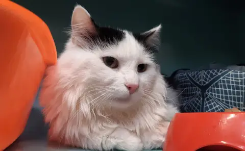Atlas