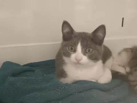 Arka  "en cours d'adoption"