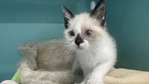 Mimou (EN COURS D'ADOPTION)