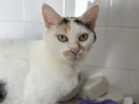 LILOU